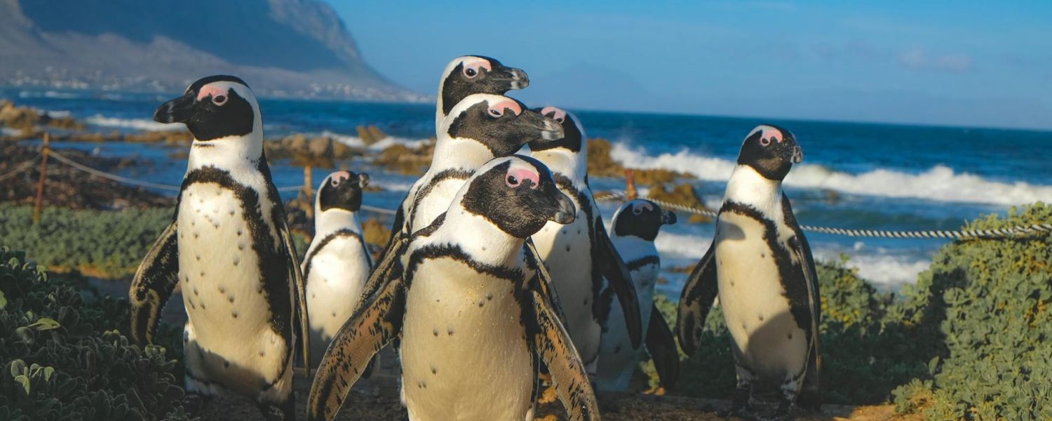 South Africa 8